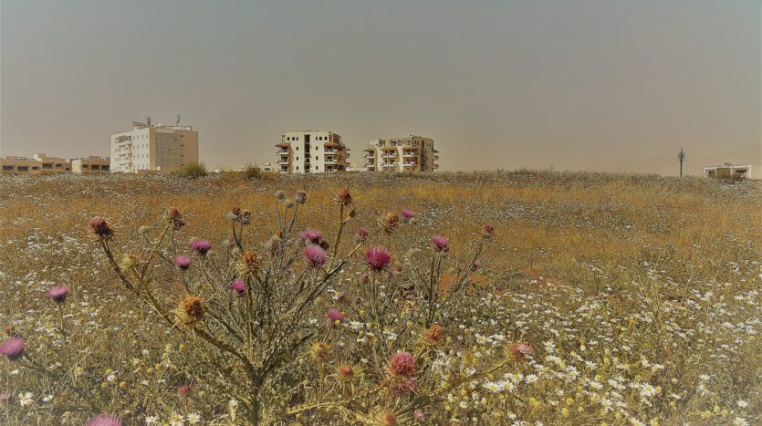 The plot of a future shopping center in bloom. The ruins in the background on the right seem almost romantic